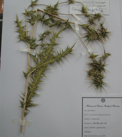 Hezar khaar gol korki
